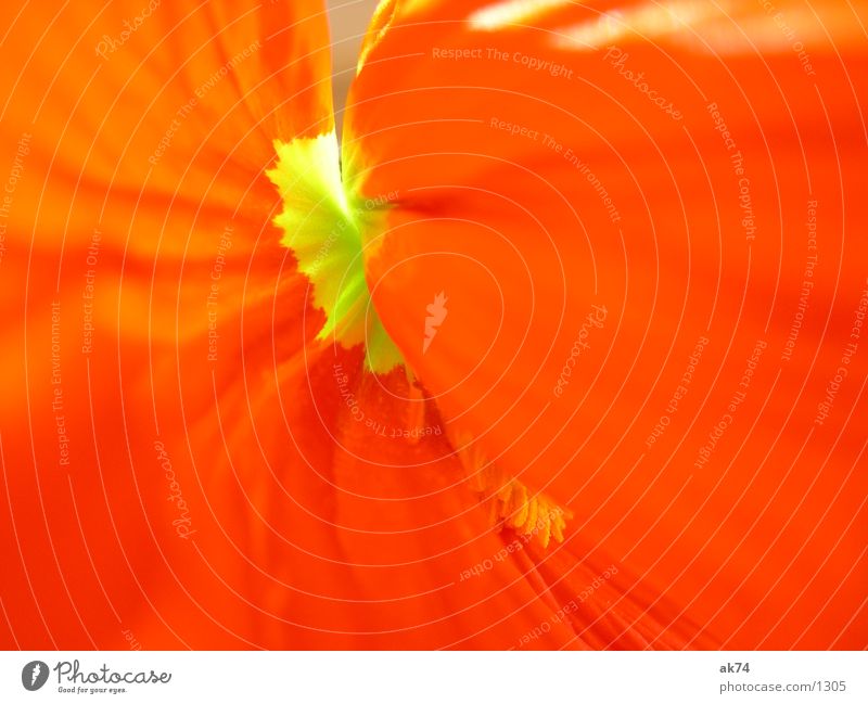 Poppy seed2 Yellow Flower Orange Macro (Extreme close-up)