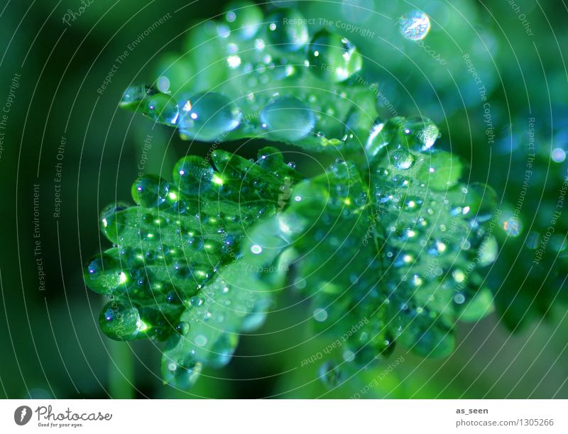 dew drops Cold drink Drinking water Design Exotic Healthy Wellness Life Harmonious Senses Cure Spa Summer Garden Nature Plant Elements Water Drops of water