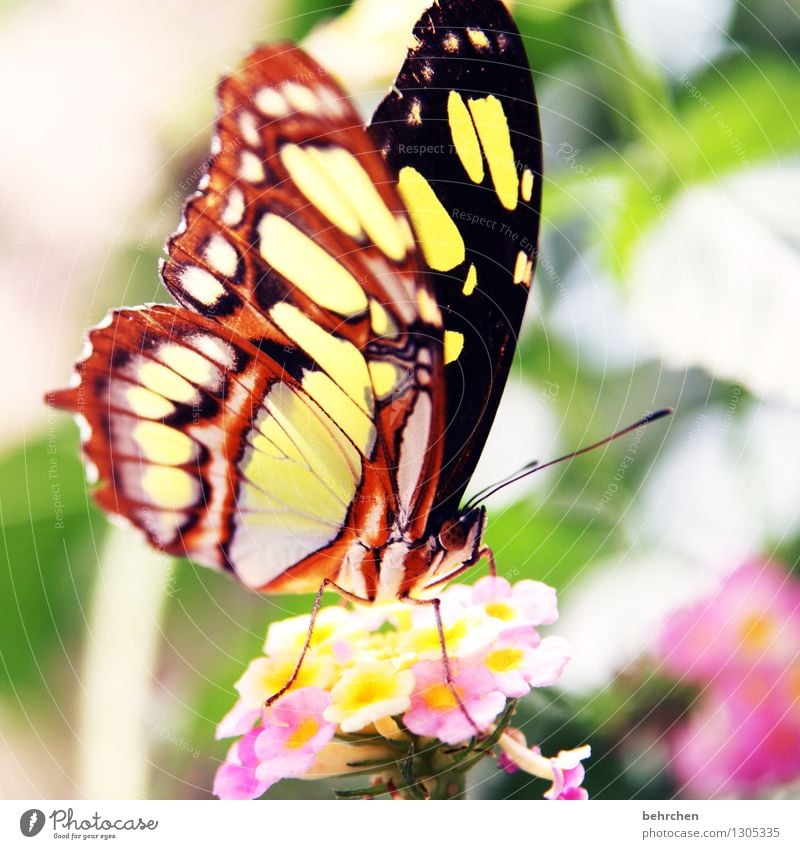 butterfly in the morning... Nature Plant Animal Spring Summer Beautiful weather Flower Leaf Blossom Garden Park Meadow Wild animal Butterfly Wing 1 Blossoming