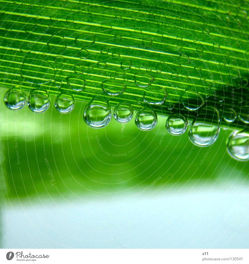 NatureBlubbies Green Life Leaf Stripe Bright green Plant Fresh Cold Bubble Wet Round Clarity Mineral water Air Refreshment Pure Force Macro (Extreme close-up)