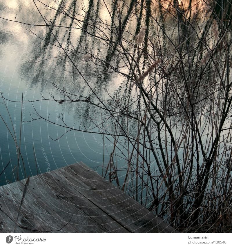 Ophelia Winter Water Lake Wood Sadness Dark Loneliness Transience Surface of water Footbridge Branchage Undergrowth Muddled Sunset Twig Evening Reflection