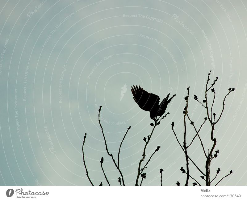 A question of balance Bird Crow Raven birds Carrion crow Common Raven Tree Treetop Judder Beat Contentment Stagger Wind To hold on Passion Gale Beak