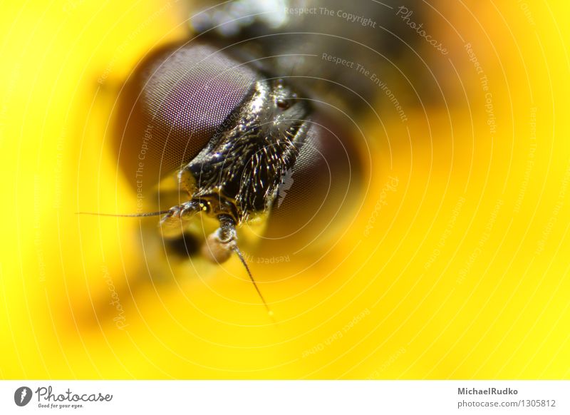 eyeball to eyeball Animal Wild animal Fly Animal face Hover fly 1 Observe Flying Looking Curiosity Yellow Watchfulness Accuracy Complex Precision Whimsical