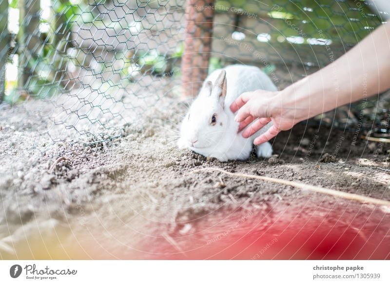 Cuddle the white rabbit Hand Animal Pet Petting zoo 1 Cuddly Cute Soft Sympathy Fear Hare & Rabbit & Bunny Caress Timidity Enclosure Earth foreground blur Blur