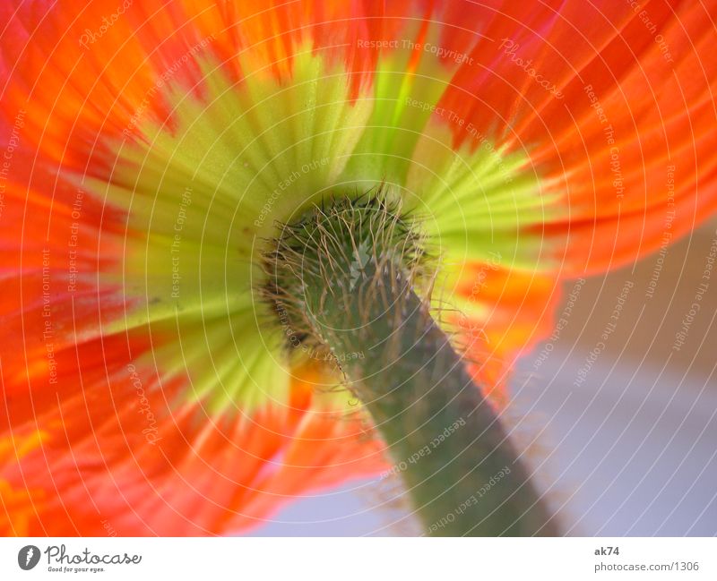 Poppy3 Yellow Flower Orange Macro (Extreme close-up)
