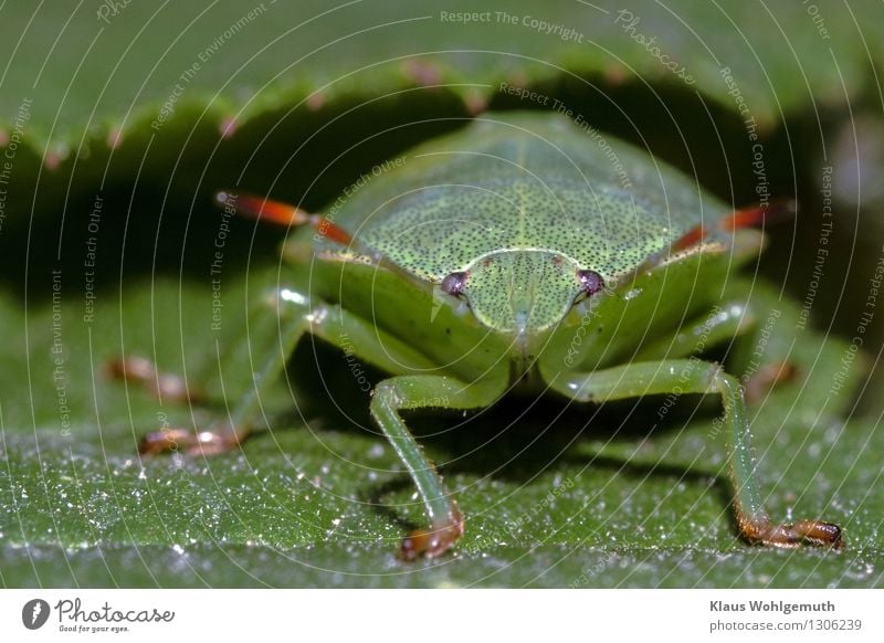 Green stuff 2 Environment Nature Animal Summer Plant Park Forest Beetle Animal face Shield bug 1 Looking Sit Wait Curiosity Red Black Feeler Compound eye