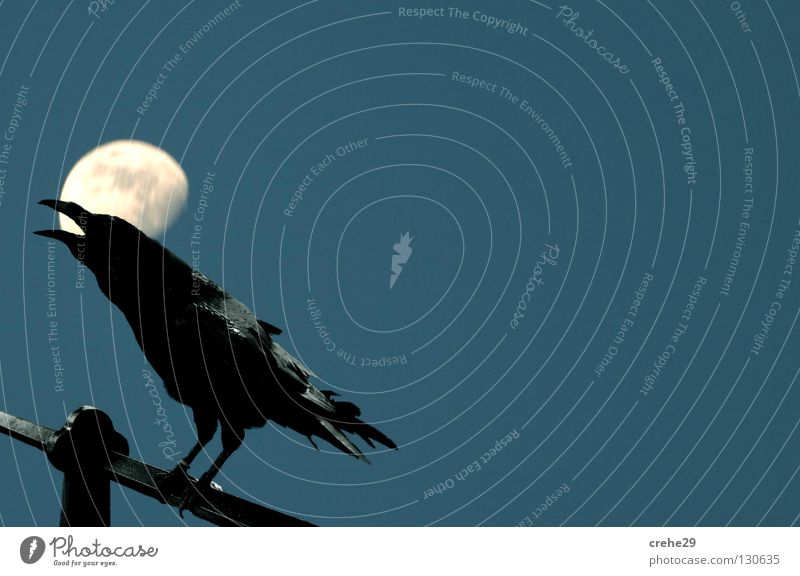 Bremen night shift Crow Raven birds Bird Black Night Twilight Looking Moon Blue Silhouette Evening contrast
