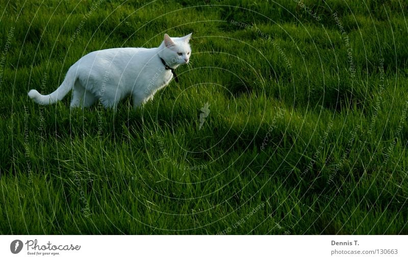 Little White Tiger Food Nutrition Hunting Nature Plant Animal Spring Grass Meadow Field Pet Cat 1 Threat Anger Green Dangerous Risk Land-based carnivore