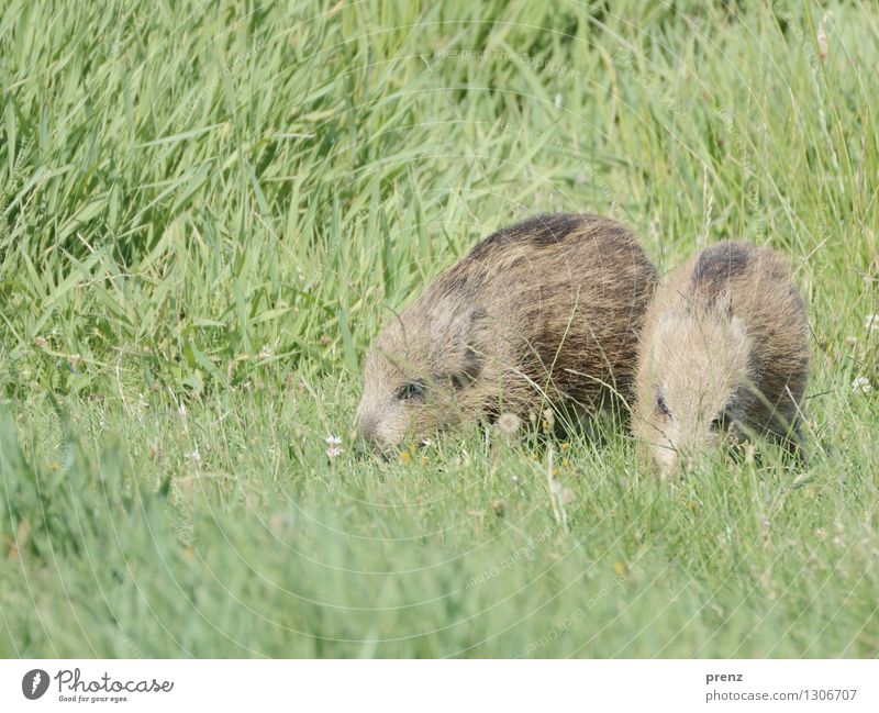 pig Environment Nature Animal Beautiful weather Meadow Wild animal 2 Brown Green Wild boar Young boar Common Reed Grass Darss Colour photo Exterior shot