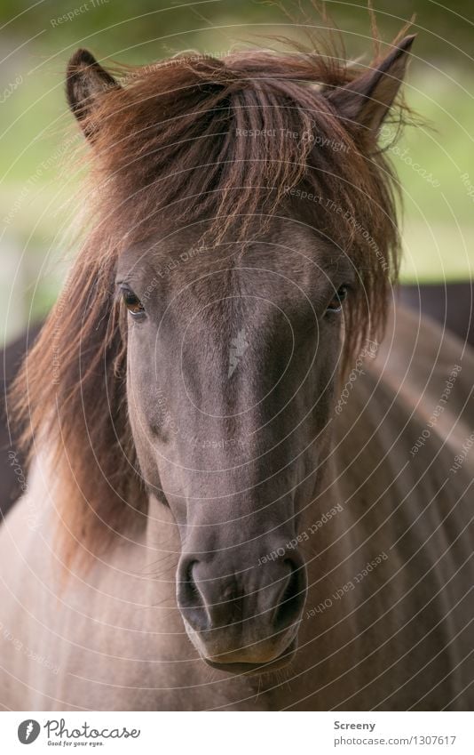 Is a horse coming to the hairdresser... Nature Animal Meadow Field Farm animal Horse Animal face 1 Looking Brown Power Serene Ear Nose Pelt Colour photo