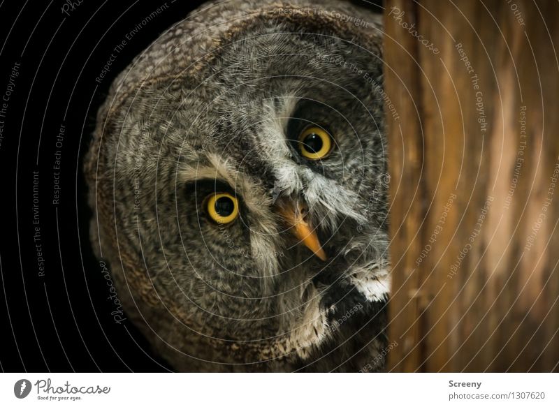 WTF? Nature Animal Wild animal Bird Owl birds 1 Observe Curiosity Safety Interest Nerviness Expectation Testing & Control Concentrate Eyes Beak Hypnotize