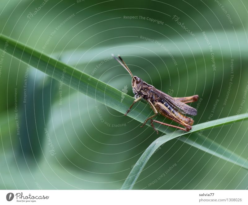 Small hopper Nature Plant Animal Spring Summer Grass Leaf Blade of grass Meadow Dryland grasshopper Insect Locust 1 Discover To hold on Crawl Sit Athletic Thin