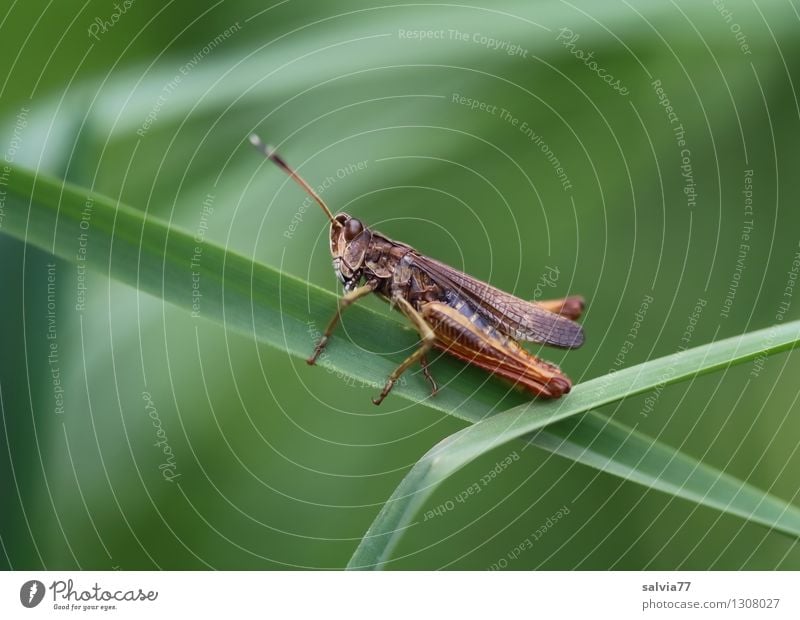 Acrobat in the grass jungle Environment Nature Plant Animal Summer Grass Leaf Blade of grass Meadow Wild animal Insect 1 Discover To hold on Crouch Crawl Sit
