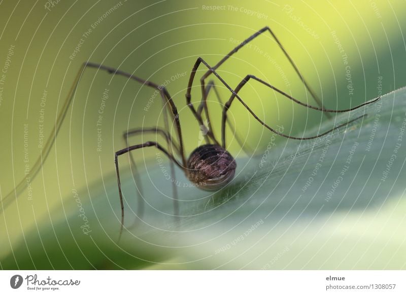 Daddy Long Legs Spider Royalty-Free Images, Stock Photos & Pictures