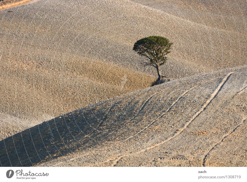 lone fighters Environment Nature Landscape Elements Earth Sand Climate change Drought Plant Tree Field Hill Desert Italy Tuscany To dry up Growth Dry Brown