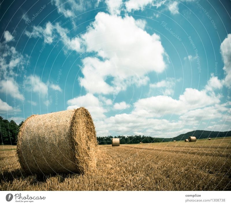 Needle in a haystack Wellness Environment Nature Earth Sky Sun Climate Climate change Weather Beautiful weather Plant Meadow Field Idyll Bale of straw Straw