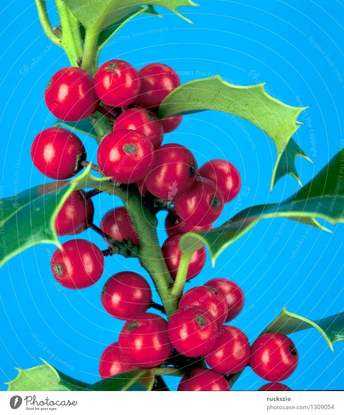 Holly, Ilex aquifolium Alternative medicine Nature Plant Bushes Wild plant Free Blue Red holly aquifolium red berries red berry Berries ornamental shrub