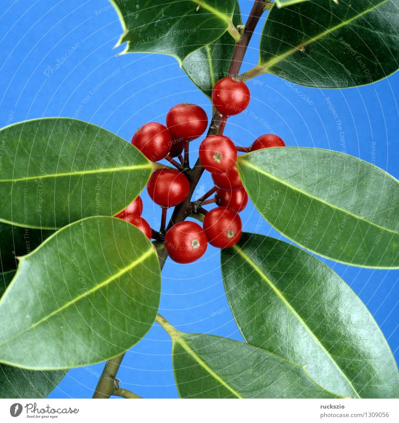 Holly, Ilex aquifolium Alternative medicine Nature Plant Bushes Wild plant Free Red Black White holly aquifolium red berries red berry Berries ornamental shrub