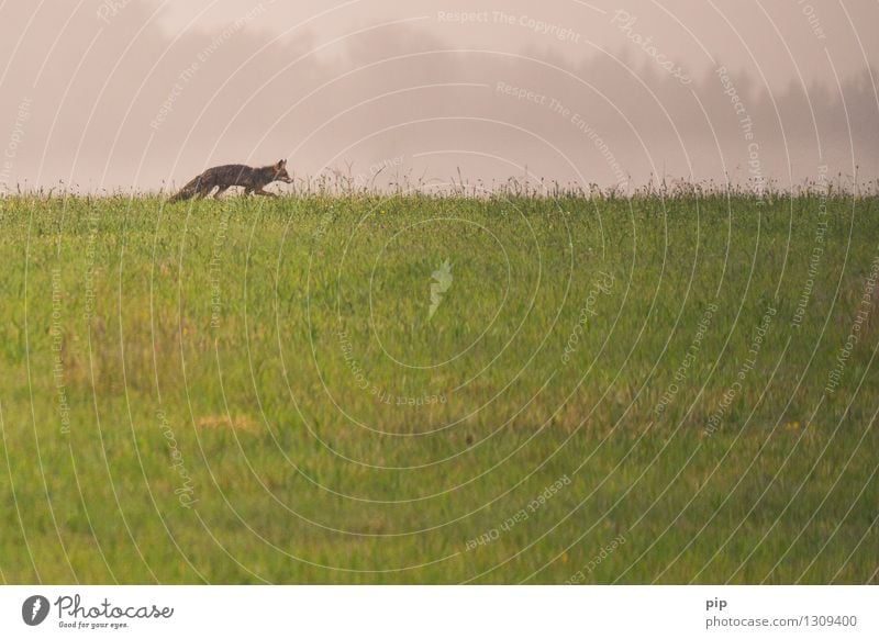 fux Nature Grass Meadow Field Animal Wild animal Fox 1 Going Walking Appetite Loneliness Hunting Smart Deerstalking Horizon Animal tracks Subdued colour