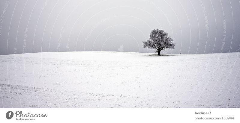 Wavy horizon Horizon Undulating Tree Individual Winter Snow Sky single tree Contrast
