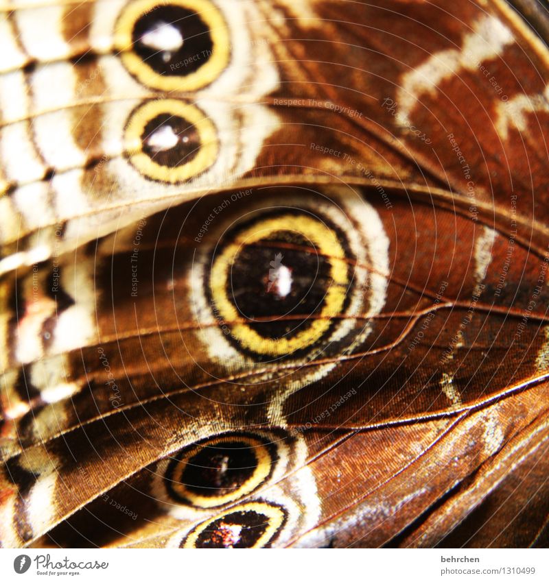 Close to the skin Animal Garden Park Meadow Wild animal Butterfly Wing blue Morphof age 1 Touch Flying Exceptional Exotic Beautiful Natural Brown Pattern Eyes