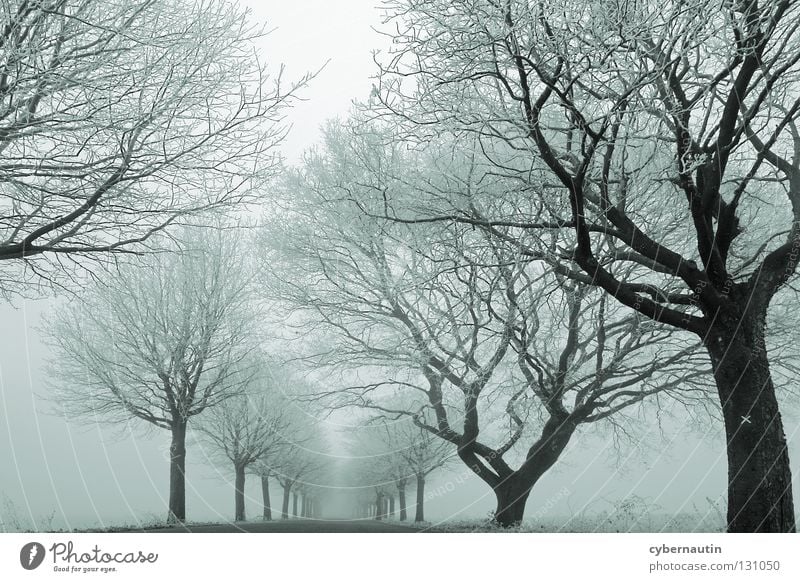 nebulous variant Avenue Tree Winter Hoar frost Cold Fog Branch Street Frost Ice Snow