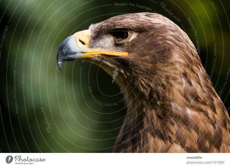 eagle portrait Eagle Motionless Beak Bird of prey Brown Checkmark Kill Animal Beautiful Plumed Captured Power Force Feather Looking Hunting Flying Freedom