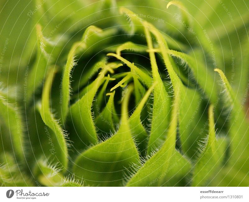 Macro Garden Action: Green Two Environment Nature Plant Sun Summer Climate Beautiful weather Flower Leaf Foliage plant Breathe Blossoming Fragrance Kneel Crawl