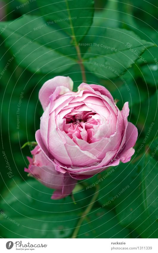 Bushrose; La Reine; Plant Flower Rose Pink Bush rose la pure ornamental shrub Ornamental Leurebird park rose park roses Rose blossom White rose shrub rose