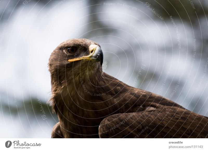 eagle Eagle Motionless Beak Bird of prey Brown Checkmark Kill Animal Beautiful Plumed Captured Concentrate Feather Looking Hunting Flying Freedom falconry