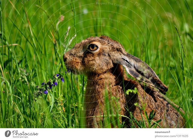 It tastes good Nature Animal Sun Meadow Wild animal Hare & Rabbit & Bunny 1 To feed Colour photo Exterior shot Deserted Neutral Background Day Light Contrast