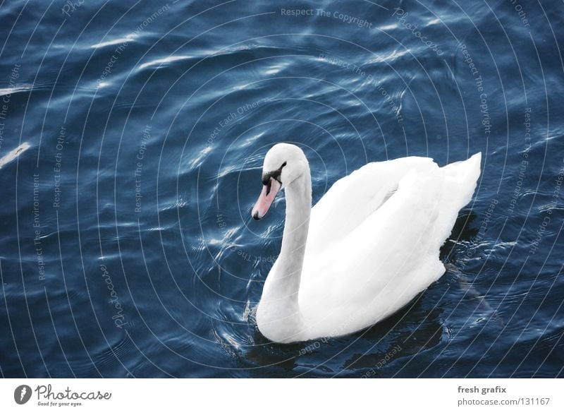 swan lake Swan Animal Lake Pond White Calm Duck birds Glide Feather Bird Water River King Lighting Noble Float in the water Swimming & Bathing Animalistic