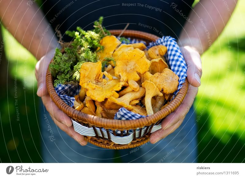 Dinner :) Human being Masculine Man Adults Summer Autumn Beautiful weather Moss Mushroom Chanterelle To hold on Yellow mushroom pick Basket Brunch Colour photo