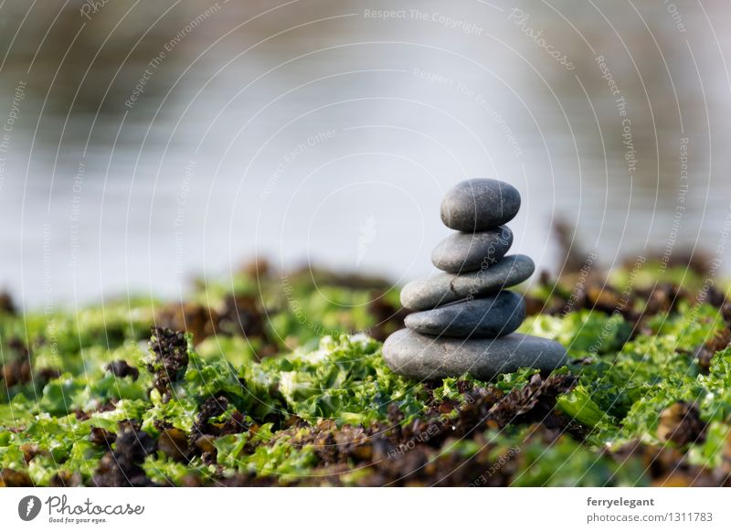 Balance and harmony Stone Water Gray Green Emotions Contentment Equal Religion and faith Art Colour photo Close-up Deserted Morning Shallow depth of field