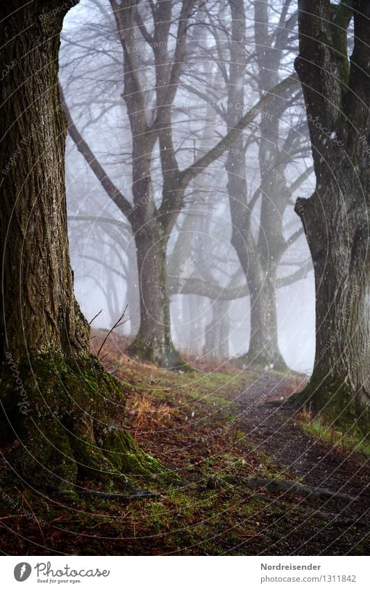 Away between the lime trees..... Trip Hiking Nature Landscape Plant Elements Autumn Winter Bad weather Fog Rain Snowfall Tree Forest Threat Dark Calm Loneliness