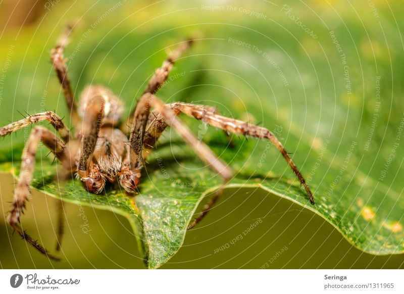 I think I spider Environment Nature Landscape Plant Animal Summer Grass Leaf Blossom Agricultural crop Garden Park Meadow Field Forest Spider Animal face