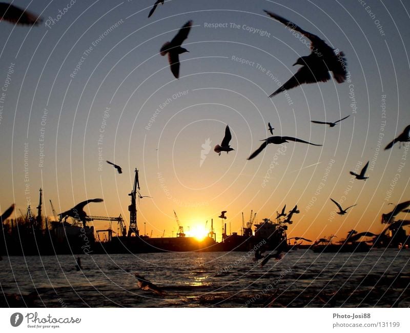 jetties Sunset Bird Seagull Watercraft Celestial bodies and the universe Jetty Hamburg