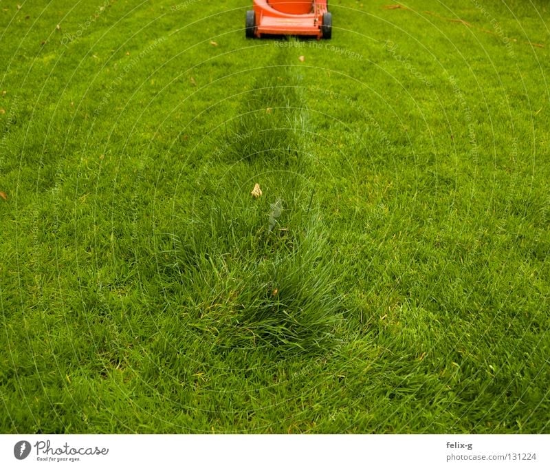 final spurt Meadow Lawnmower Green Red Tracks Remainder Flower Grass surface Last Garden Park Mow the lawn little Row Line