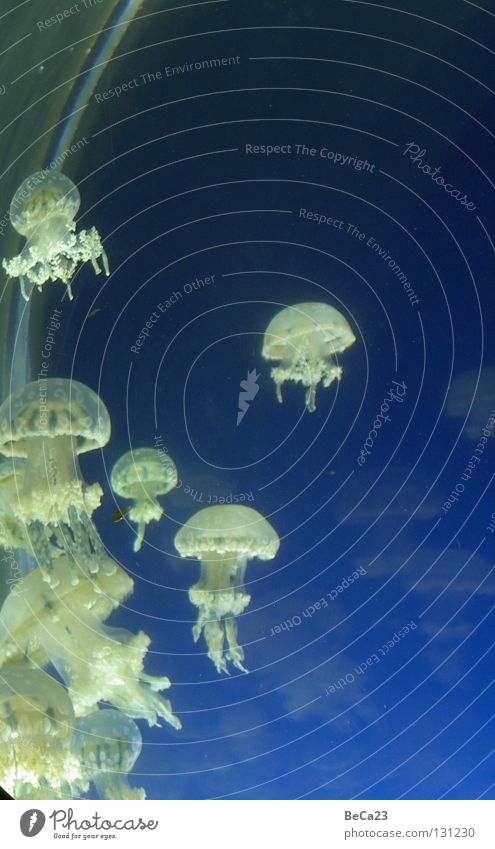 jellyfish White Jellyfish Aquarium Ocean Interior shot Fish slimy Water Nature
