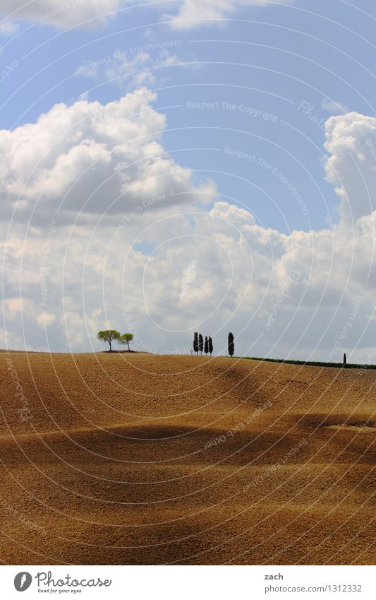 encounters Environment Nature Landscape Earth Sand Sky Clouds Summer Beautiful weather Drought Tree Cypress Field Hill Italy Tuscany Growth Blue Yellow