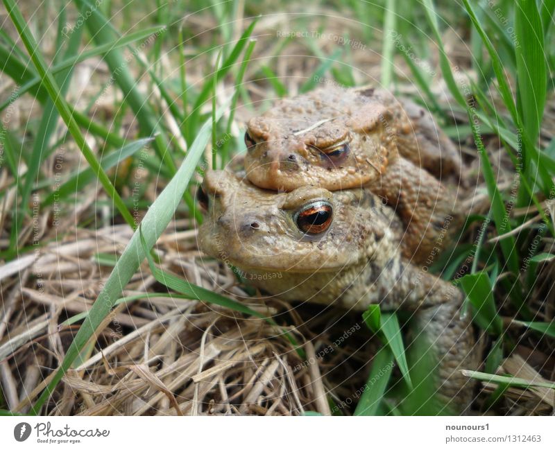 come together Animal Wild animal Frog 2 Pair of animals Rutting season Colour photo Exterior shot Deserted Shallow depth of field Worm's-eye view Looking