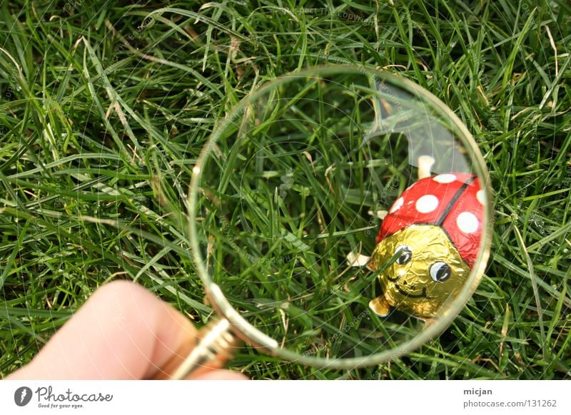Have I seen you, you little rogue? Ladybird Candy Enlarged Magnifying glass Search Easter Easter egg Grass Sherlock Holmes Tracks Spring Summer Insect Aluminium