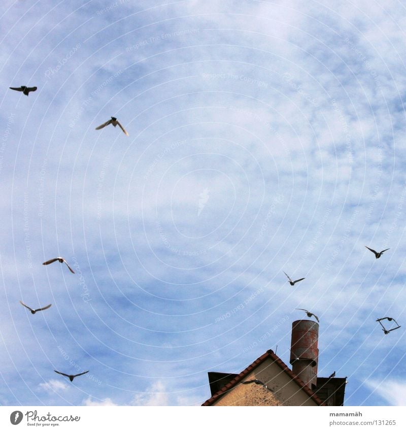 Pigeon panic 1 Bird Clouds House (Residential Structure) Roof Flying Scare Glide Sky Blue Chimney Point Sun Exterior shot Colour photo Group of animals