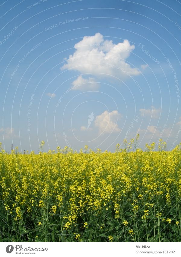 R A P S Canola Canola field Agriculture Raw materials and fuels Oilseed rape oil Yellow Green Plant Sky blue Heavenly Clouds Bad weather Gorgeous Field Classic