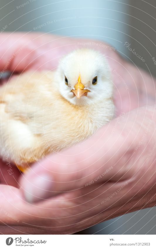 Ruediger Pet Farm animal Barn fowl Rooster Chick 1 Animal Baby animal To feed Warmth Soft naïve Claw Beak Hand Yellow Hen's egg Breakfast Protection