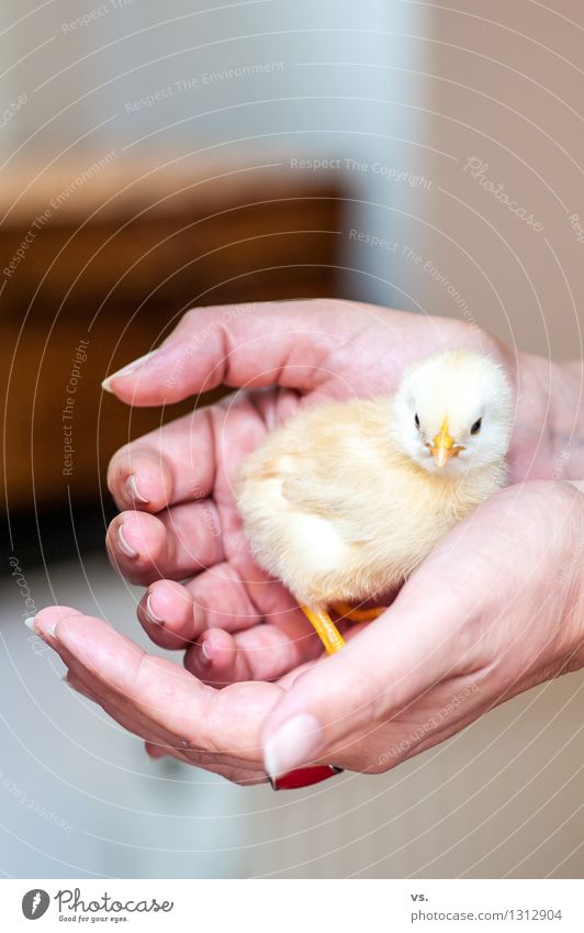 Yellow sparrow Farm animal Gamefowl Barn fowl Rooster Chick To feed Happiness Healthy Warmth Soft Warm-heartedness Sympathy Love of animals Responsibility