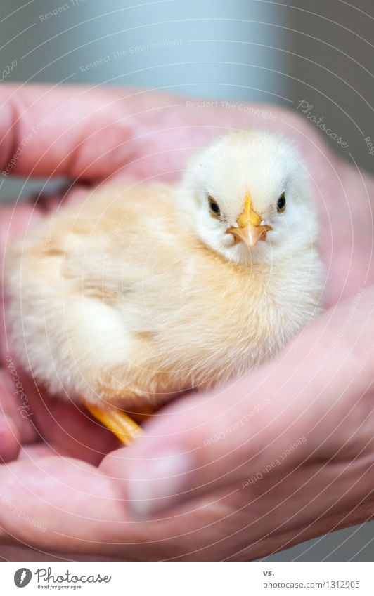 chiep Farm animal Animal face Wing Claw Chick Barn fowl Rooster 1 Baby animal Touch To feed Feeding Stand Growth Brash Yellow Warm-heartedness Love of animals