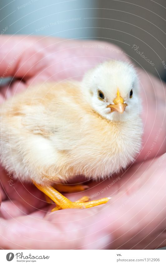 chick w/o wing Animal Farm animal Animal face Wing Barn fowl Chick Rooster Discover To feed Feeding Fresh Healthy Soft Joie de vivre (Vitality) Spring fever