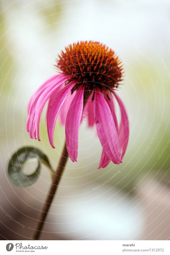 coneflower Nature Plant Summer Flower Leaf Blossom Foliage plant Agricultural crop Wild plant Moody Pink Garden Rudbeckia Flowering plant Blossoming
