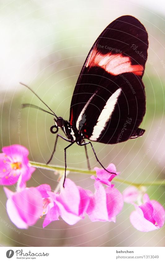 tightrope walkers Nature Plant Animal Spring Summer Tree Flower Blossom Wild plant Garden Park Meadow Wild animal Butterfly Animal face Wing 1 Blossoming